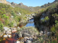 Askidiosperma esterhuyseniae