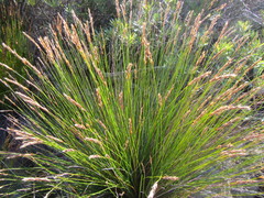 Askidiosperma esterhuyseniae