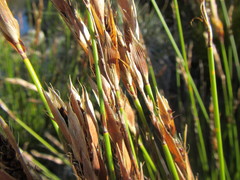 Askidiosperma esterhuyseniae