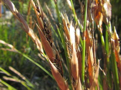 Askidiosperma esterhuyseniae