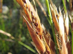 Askidiosperma esterhuyseniae