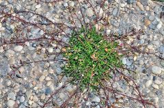 Hornungia procumbens