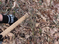 Amphibolips acuminata