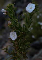 Convolvulus fruticulosus subsp. glandulosus image
