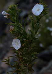 Convolvulus fruticulosus image