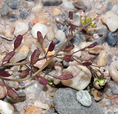 Hornungia procumbens