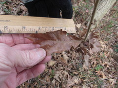 Amphibolips acuminata