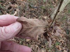 Amphibolips acuminata