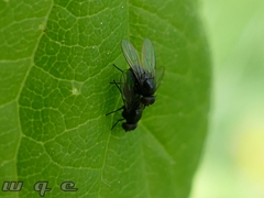 Diptera
