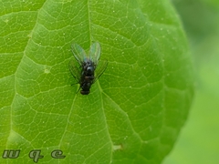 Diptera