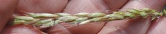Helictochloa bromoides
