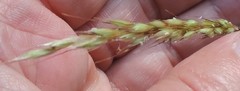 Helictochloa bromoides