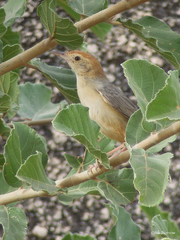 Cisticola aberrans petrophilus