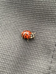 Harmonia axyridis