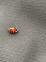 Harmonia axyridis