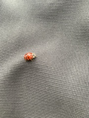 Harmonia axyridis