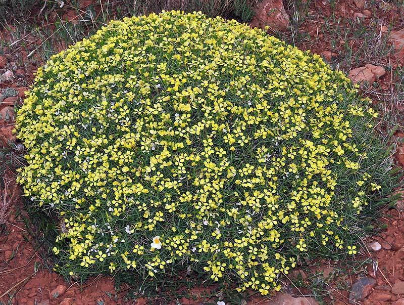 Vella spinosa
