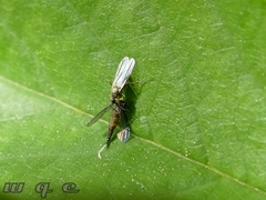 Diptera