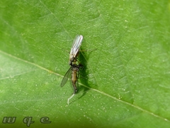 Diptera