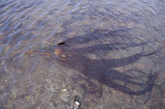 Hedophyllum dentigerum