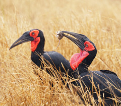 Southern Ground-Hornbill photo 2
