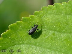 Magdalis ruficornis