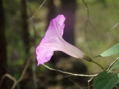 Ipomoea hartwegii