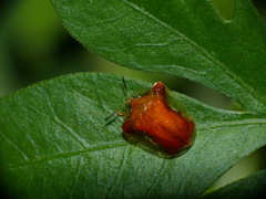 Charidotella rubicunda