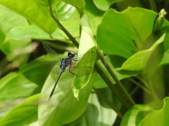 Oxythemis phoenicosceles