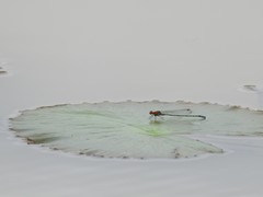 Pseudagrion sjoestedti