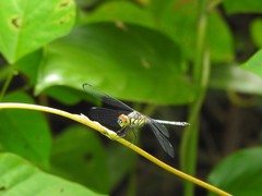 Chalcostephia flavifrons