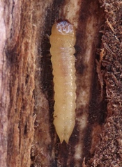 Synchroa punctata