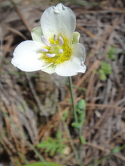 Calochortus ownbeyi
