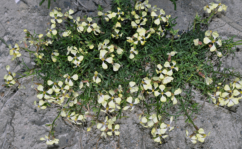 Vella bourgaeana