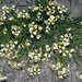 Vella bourgaeana - Photo (c) faluke, some rights reserved (CC BY-NC), uploaded by faluke