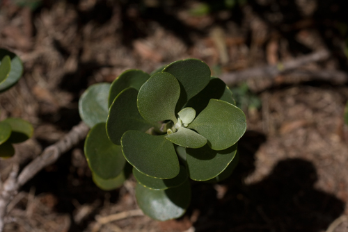 Scaevola coriacea