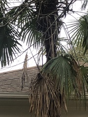 Trachycarpus fortunei