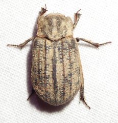 Trox unistriatus