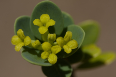 Wikstroemia uva-ursi