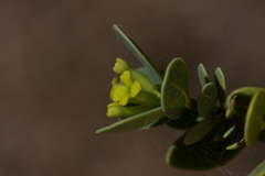 Wikstroemia uva-ursi
