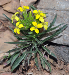 Erysimum nevadense