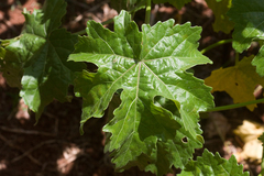 Hibiscus brackenridgei