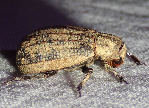One-striated Hide Scarab Beetle