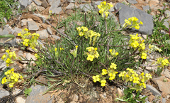Erysimum nevadense