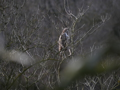 Buteo buteo