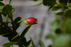 Vaccinium dentatum