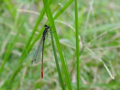 Agriocnemis forcipata