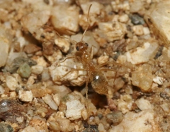 Myrmecocystus