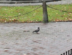 Columba livia domestica
