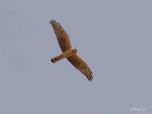Pallid Harrier